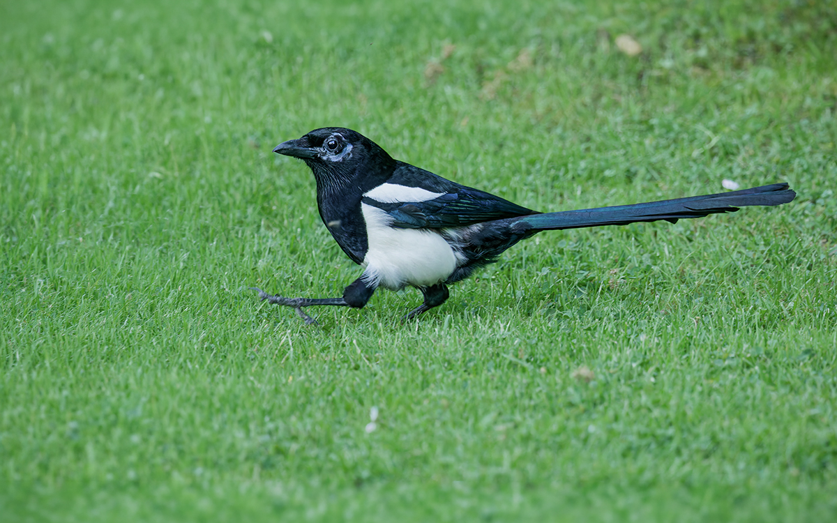 3C3A2965_DxO Klein.jpg