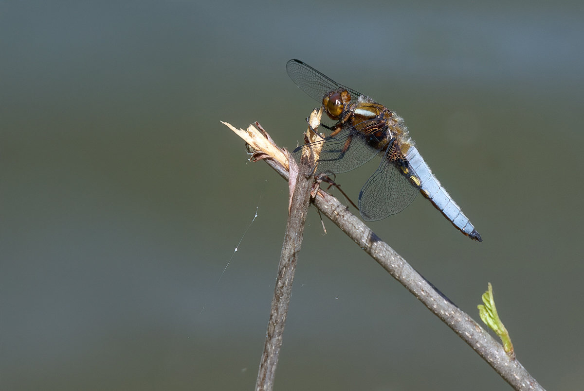 P1074438-.JPG