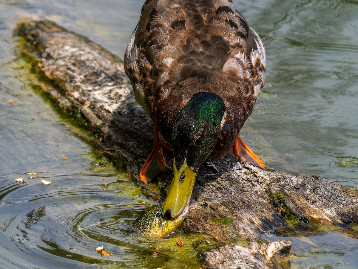 _5310169-Kopie.jpg