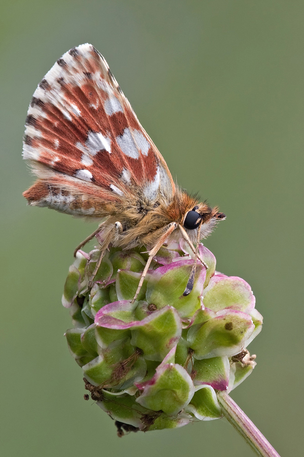 DSC_5129.jpg