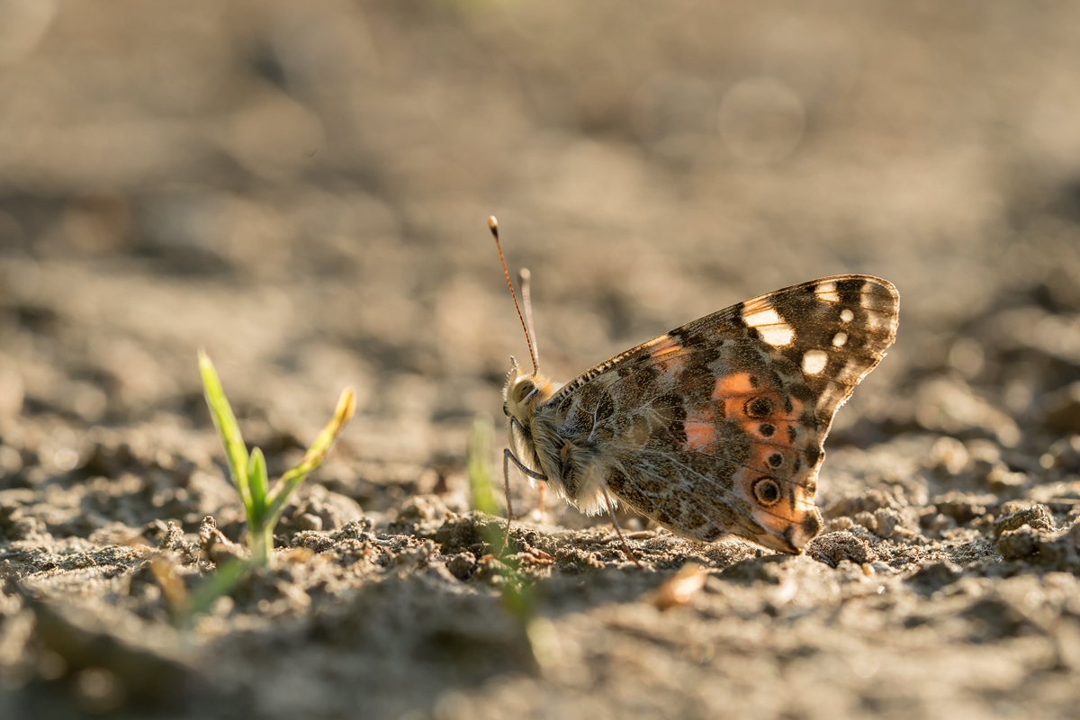 20260528-185859-009-(HL)-MWeiler-Distelfalter-Vanessa-cardui-BH11.jpg