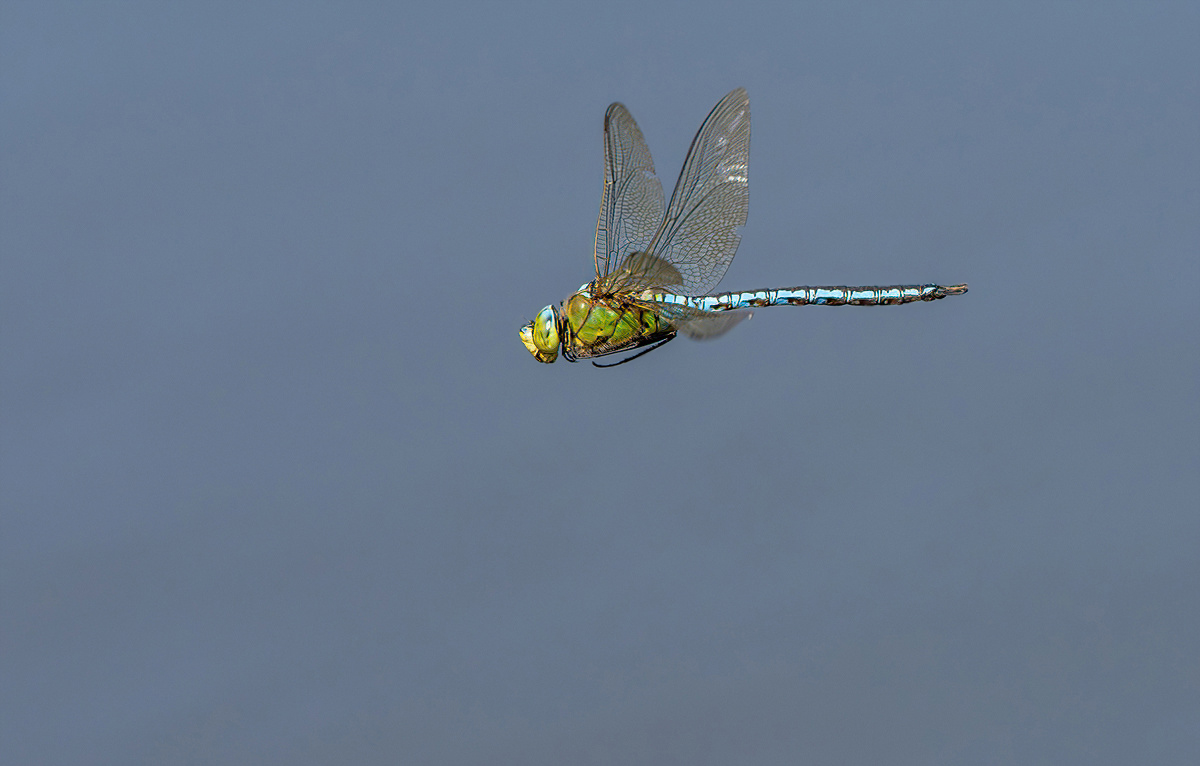 P6130114NP2.jpg