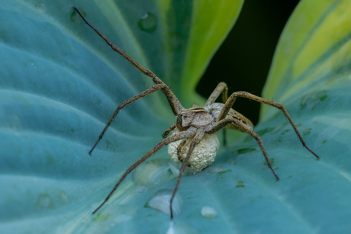 Listspinne 1a 2026.jpg