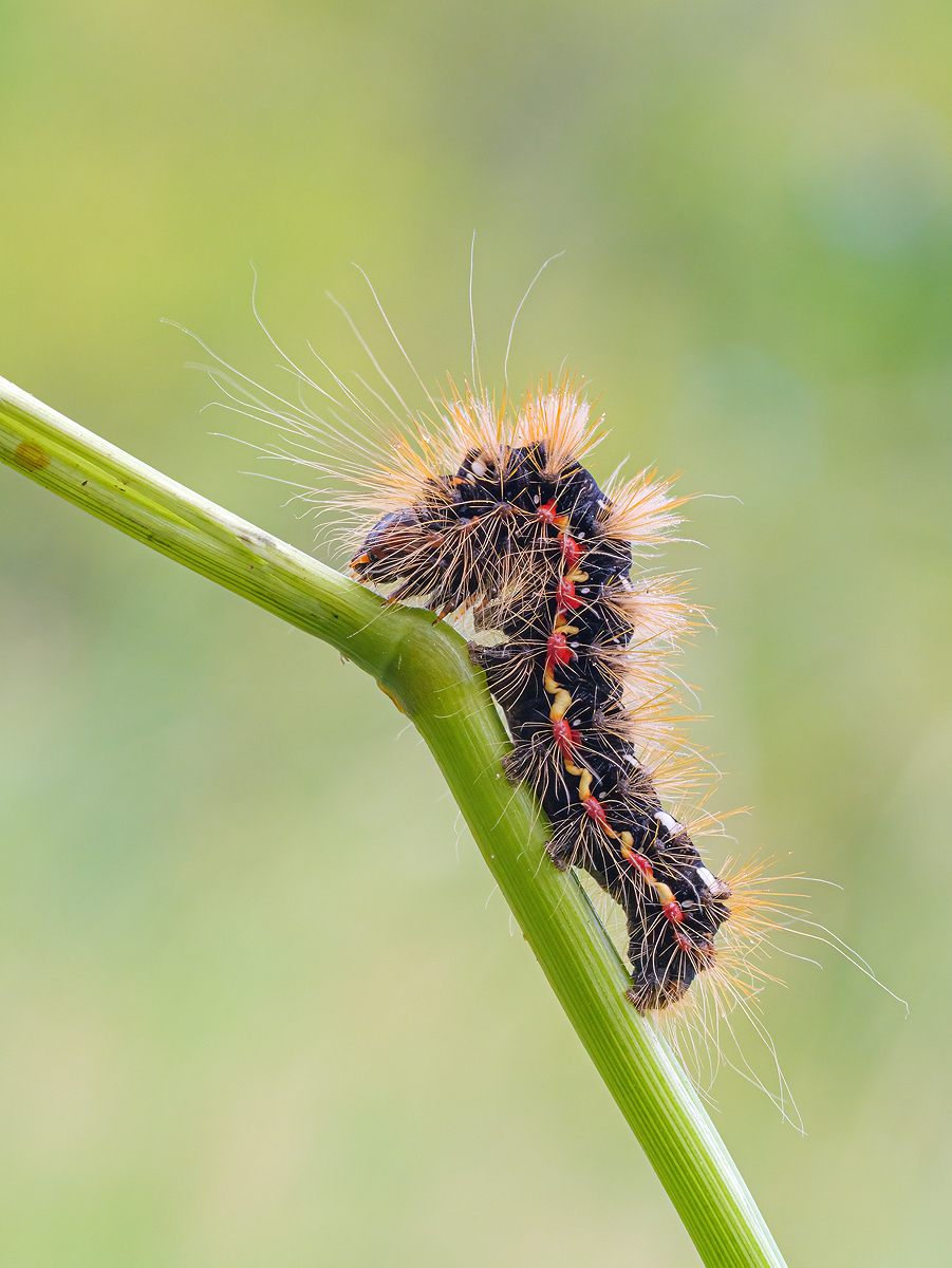 Ampfer-Rindeneule_02.jpg