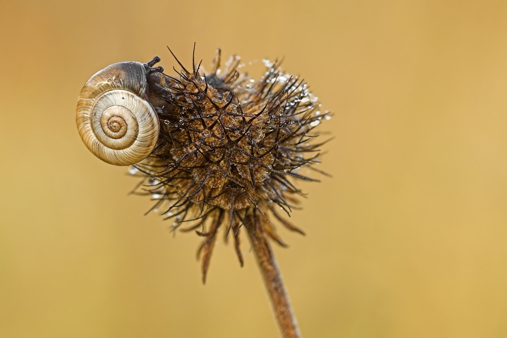 schnecke-2b.jpg