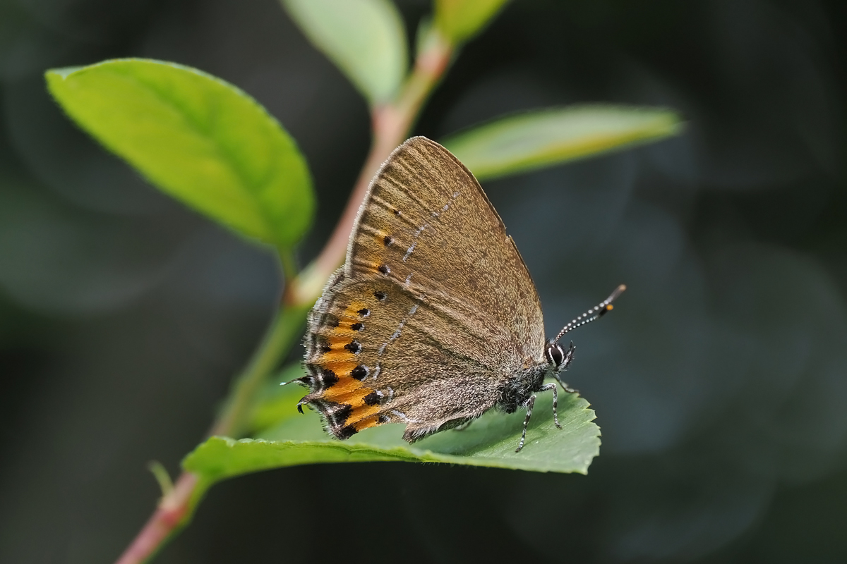 zipfel-pflaumen-6170467.jpg