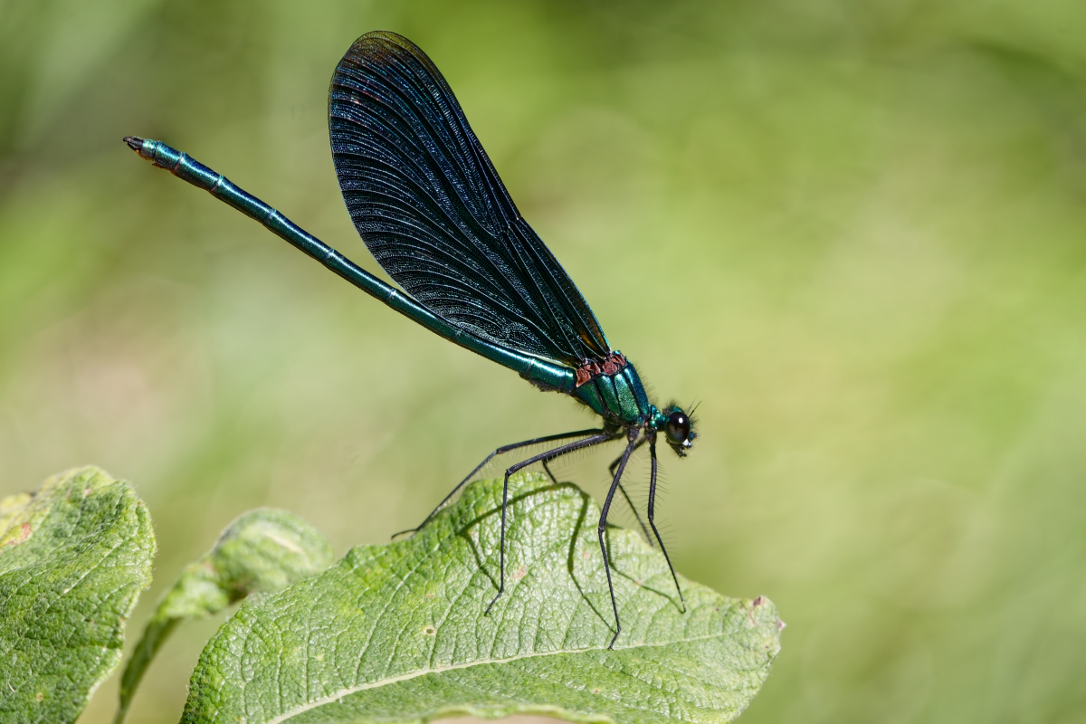 MF_Blauflügel-Prachtlibelle (Calopteryx virgo)_250717_0pc_IMG_0006.jpg