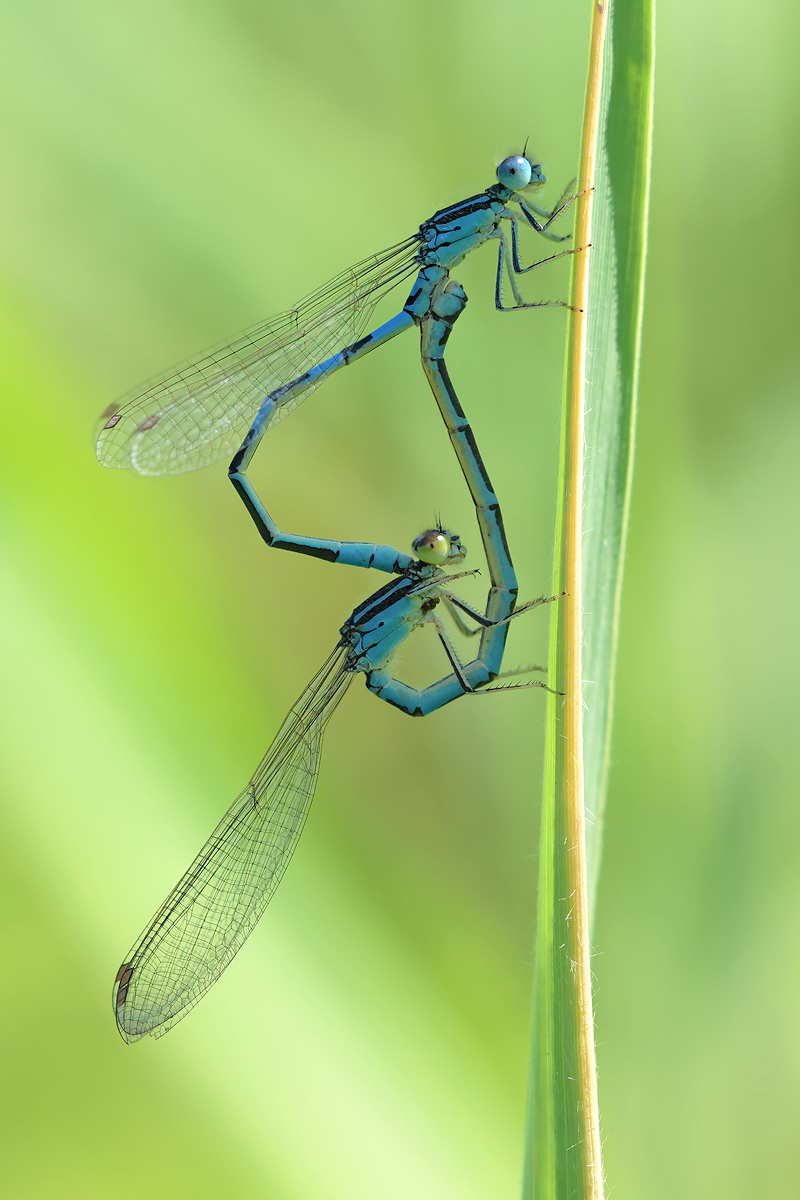 Coenagrion scitulum_Paar_8W8A5534_1200a.jpg