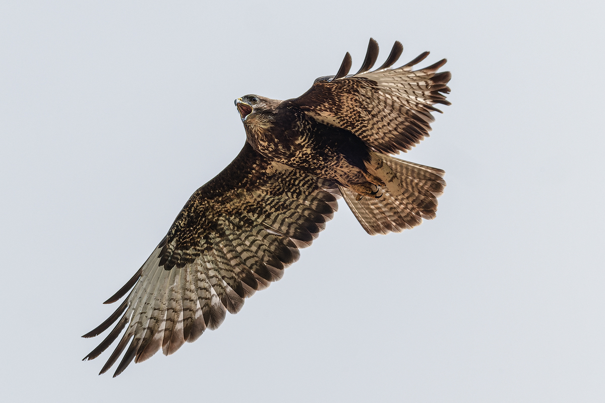 Mäusebussard 53a 2026.jpg