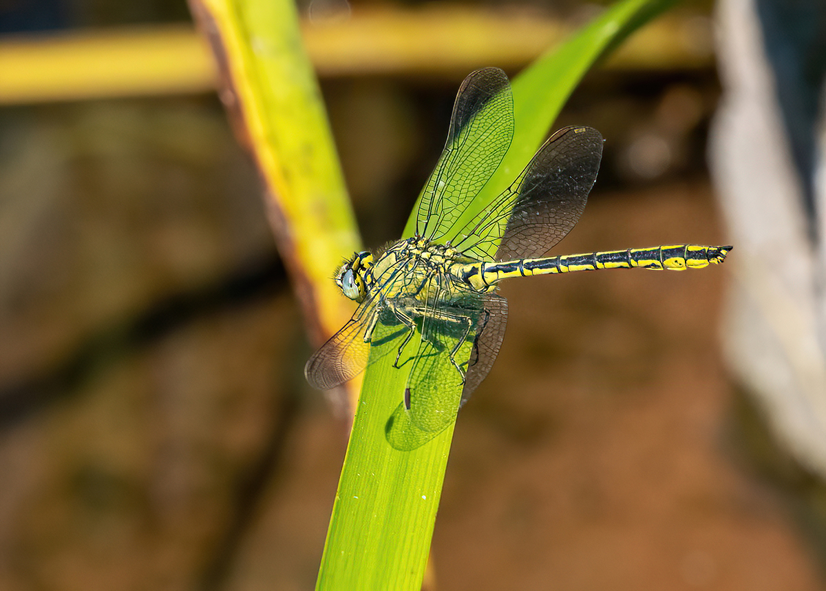 P5259038NP1.jpg