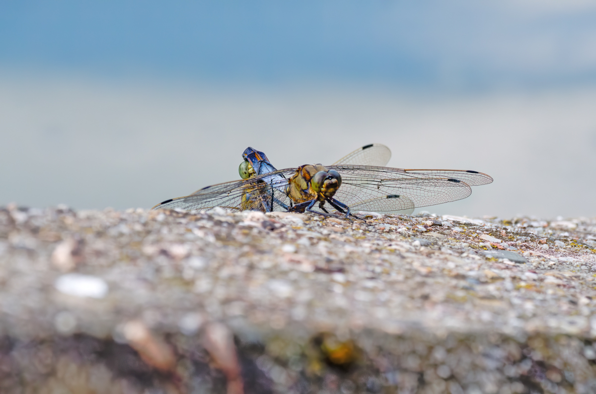 P1075749-.JPG