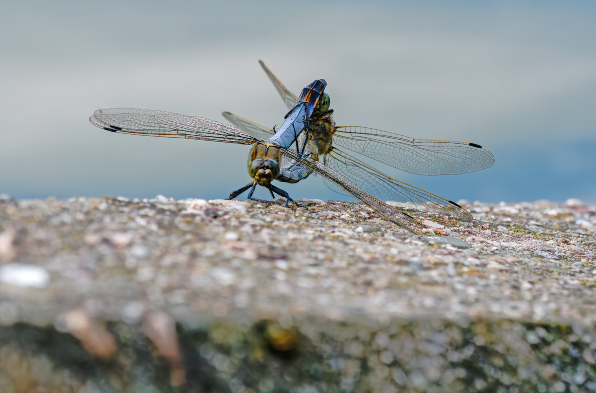 P1075752-.JPG