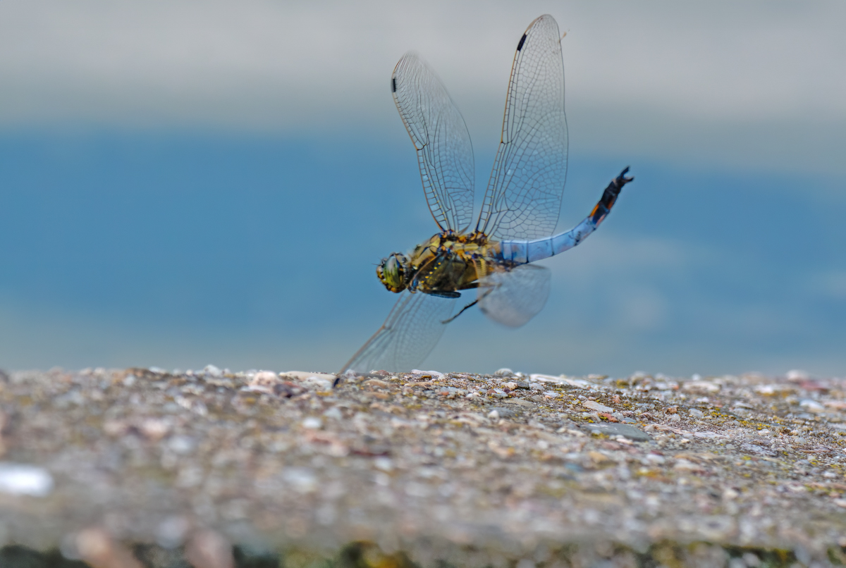 P1075756-.JPG