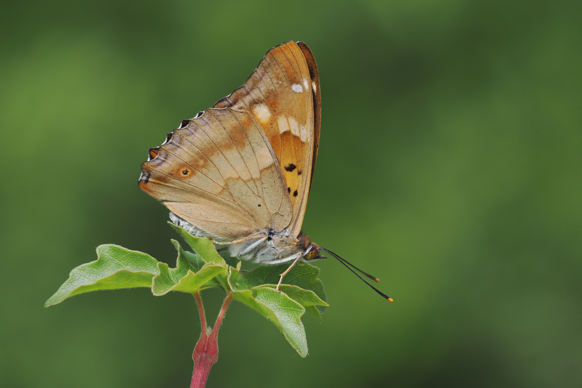 schiller-stack-6171152-62.jpg