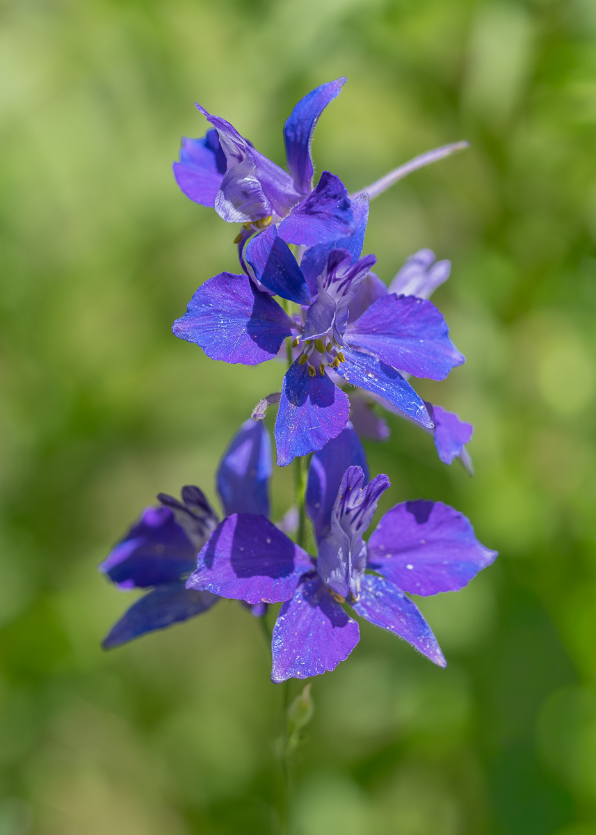 P7061034-1.jpg