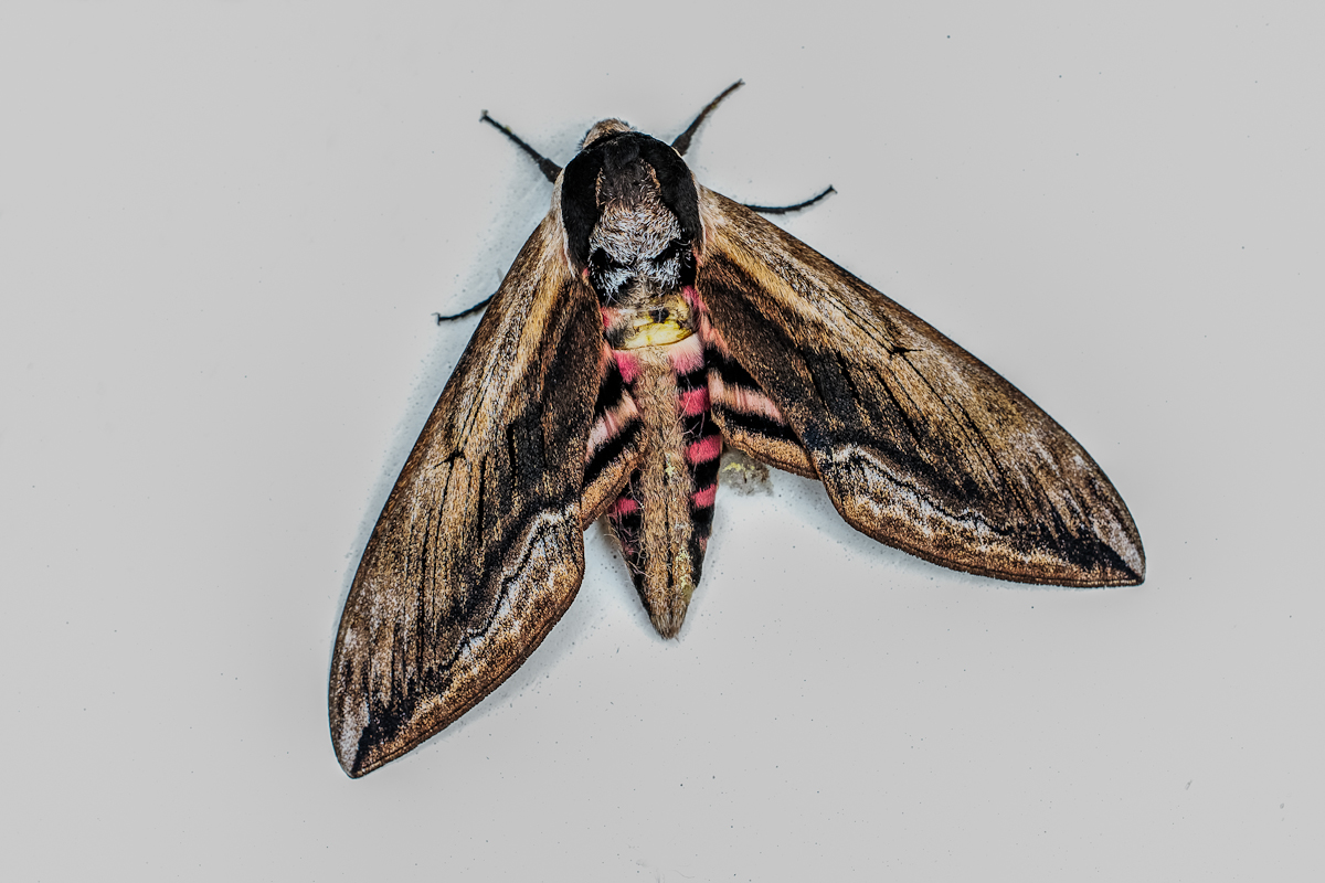 _MG_5871-Bearbeitet.jpg