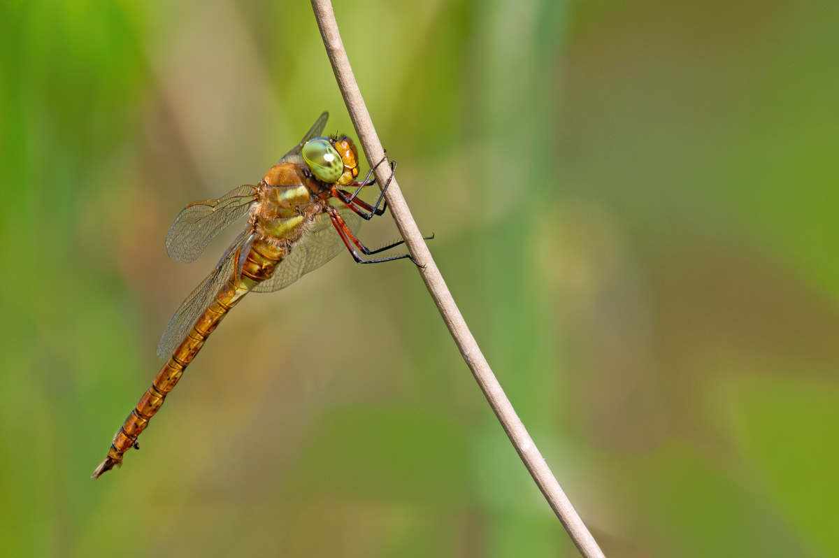 P1074345-.JPG