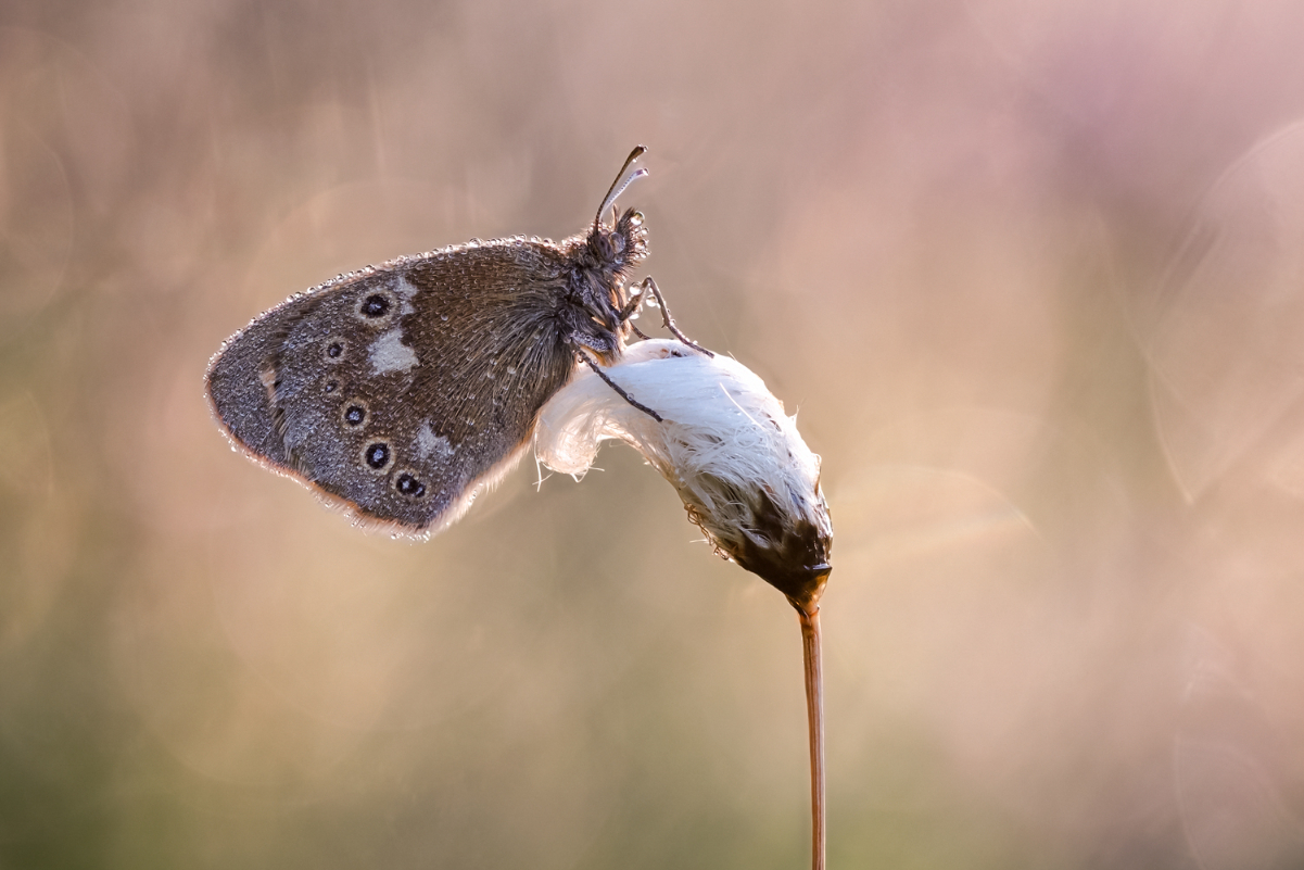 2026-06-06 17-33-58 (B,R8,S4) 574BNZ6II 35er stack Großes Wiesenvögelchen  (Coenonympha tullia) web.jpg