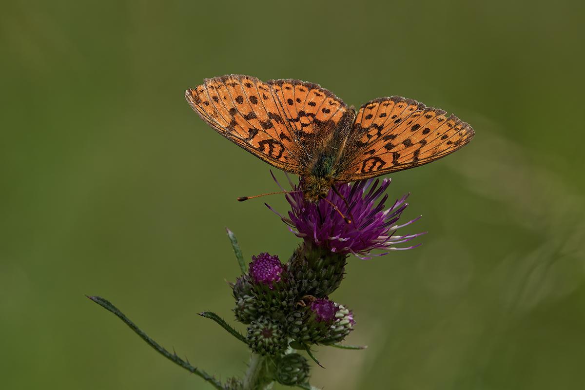 3C3A1471_DxO Klein.jpg