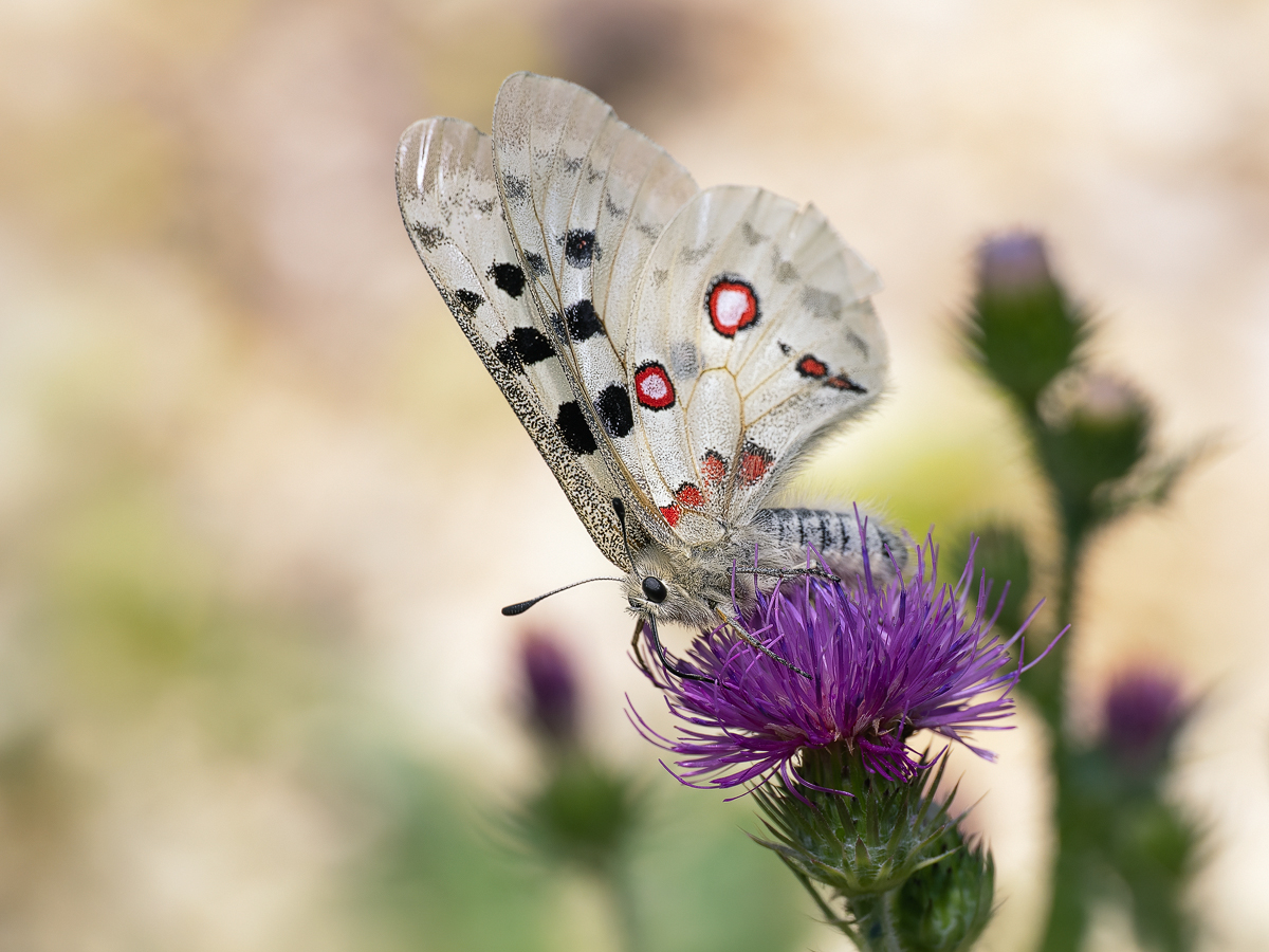 _7110263-Kopie.jpg
