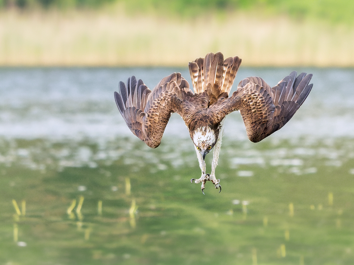 _1321615-DxO_DeepPRIME-XD3-Bearbeitet-Bearbeitet-Kopie.jpg