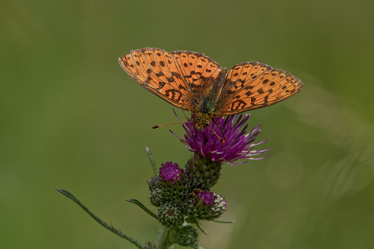 3C3A1471_DxO Klein 2.jpg