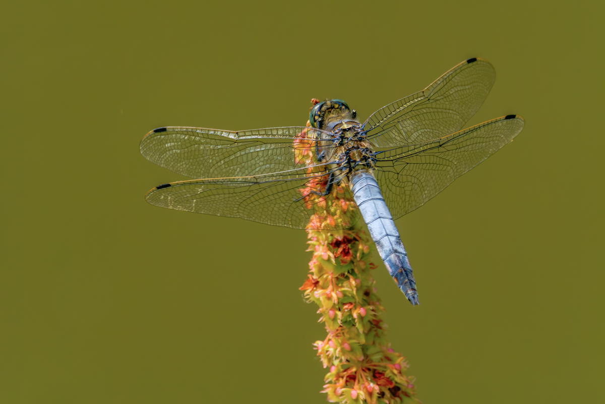 P1001531-.JPG