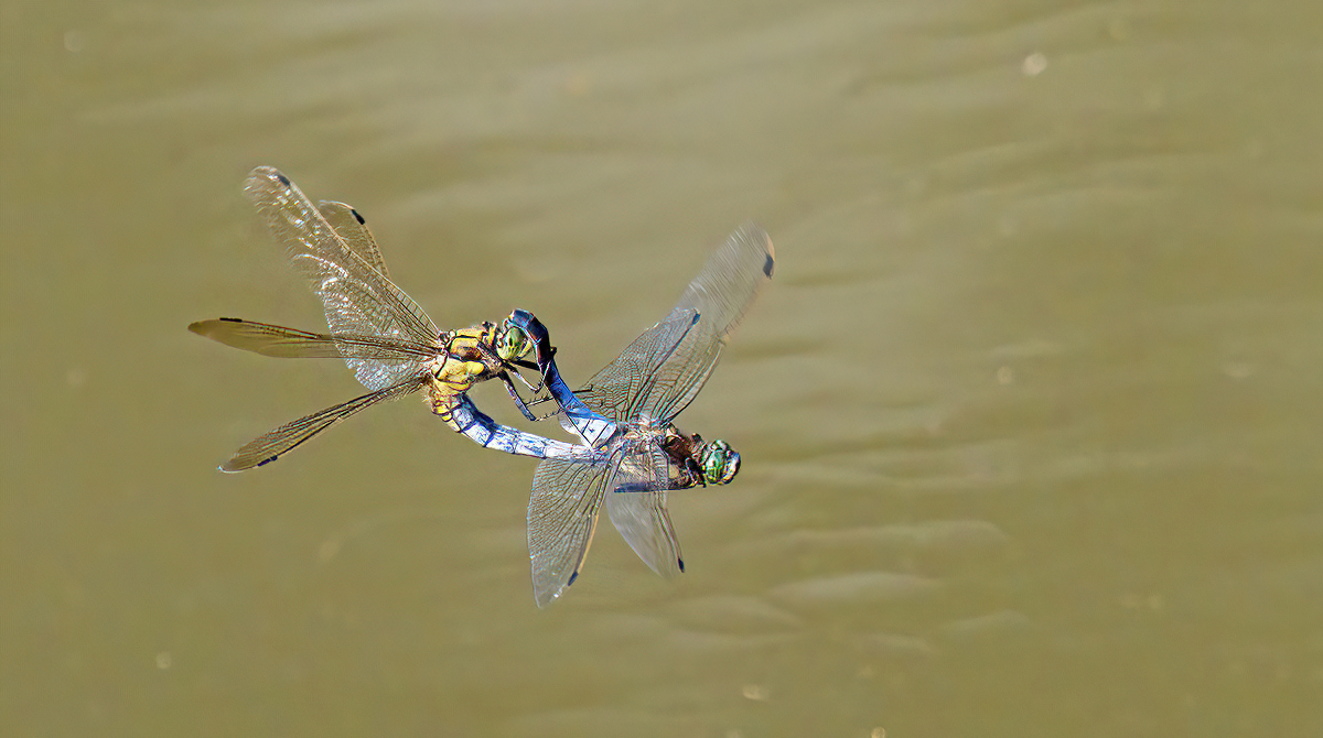 P7081115NP1.jpg