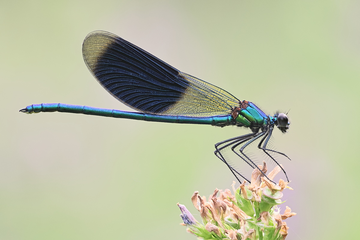 Calopteryx splendens 04b.jpg
