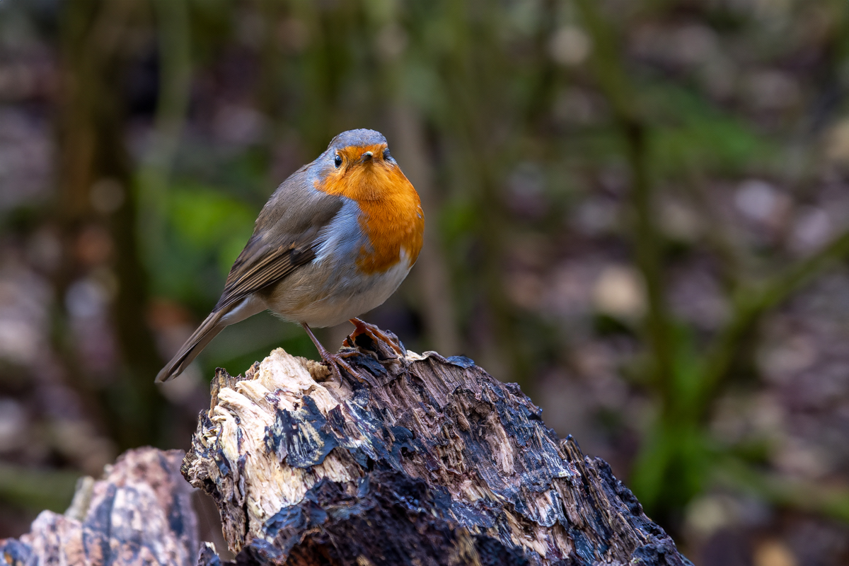 P1046232-.JPG