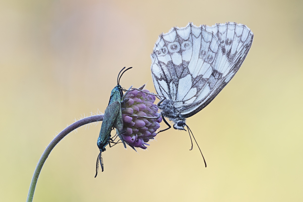 Adscita sp 01.jpg