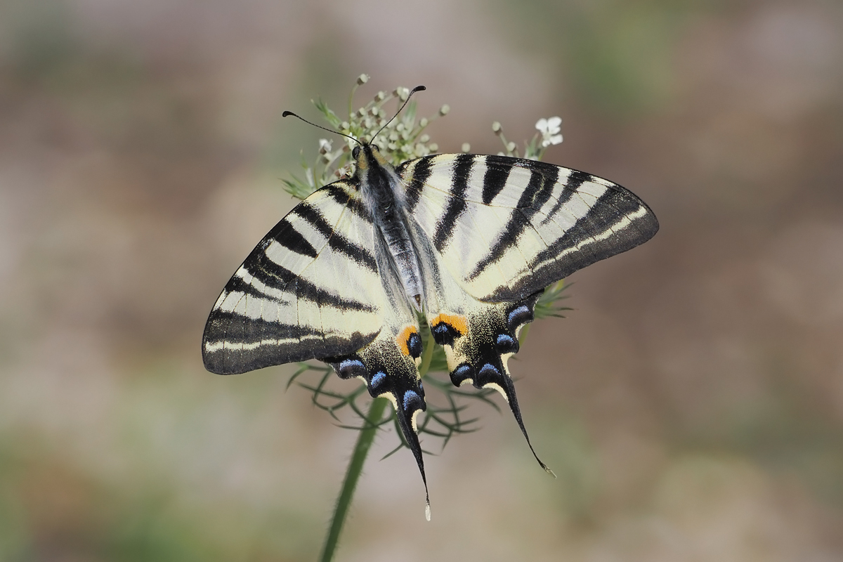 segel-stack-7209076-78.jpg