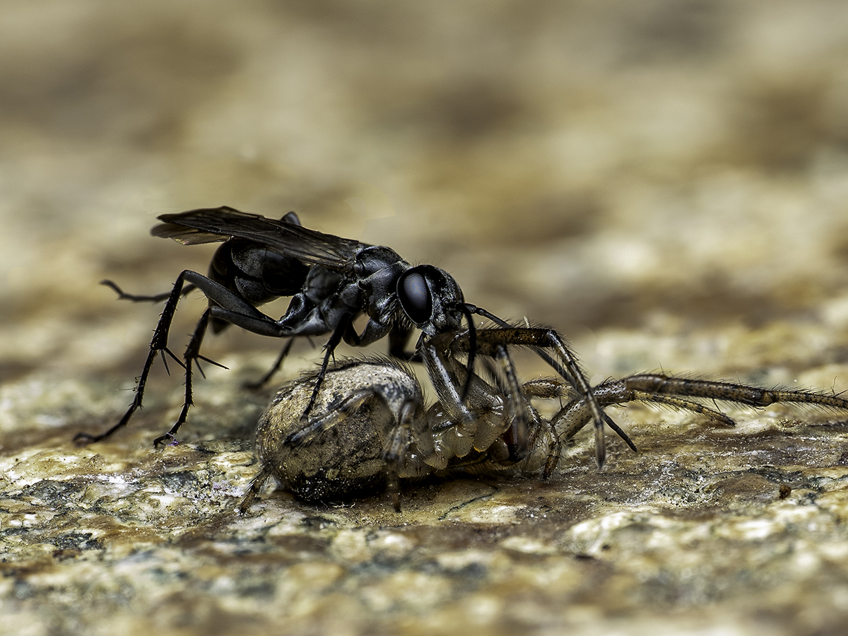 Auplopus carbonaria - Tönnchenwegwespe -5  2026-07-30 13-36-44 (B,R6,S5)6 .jpg