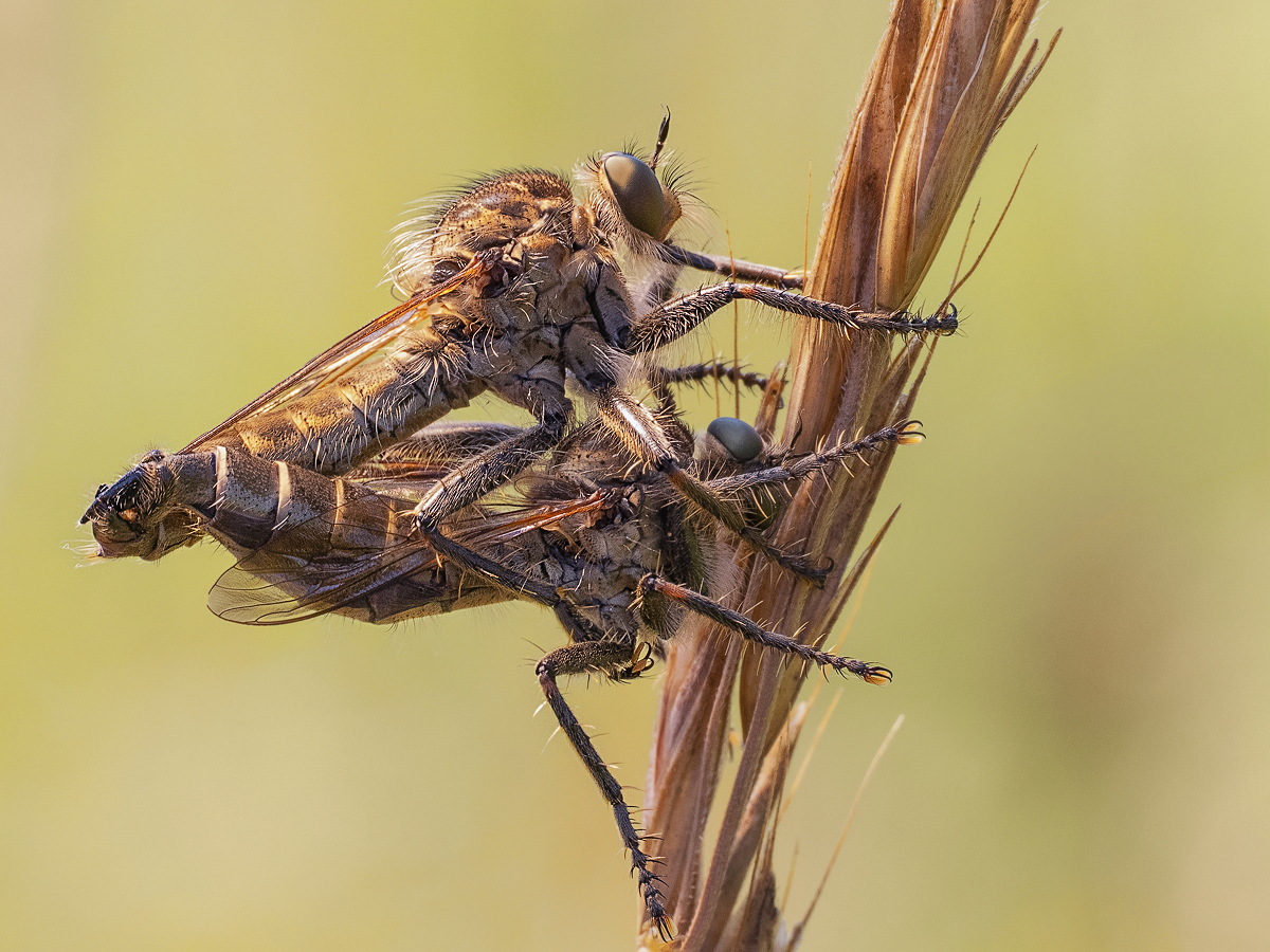 _6210785-Kopie.jpg