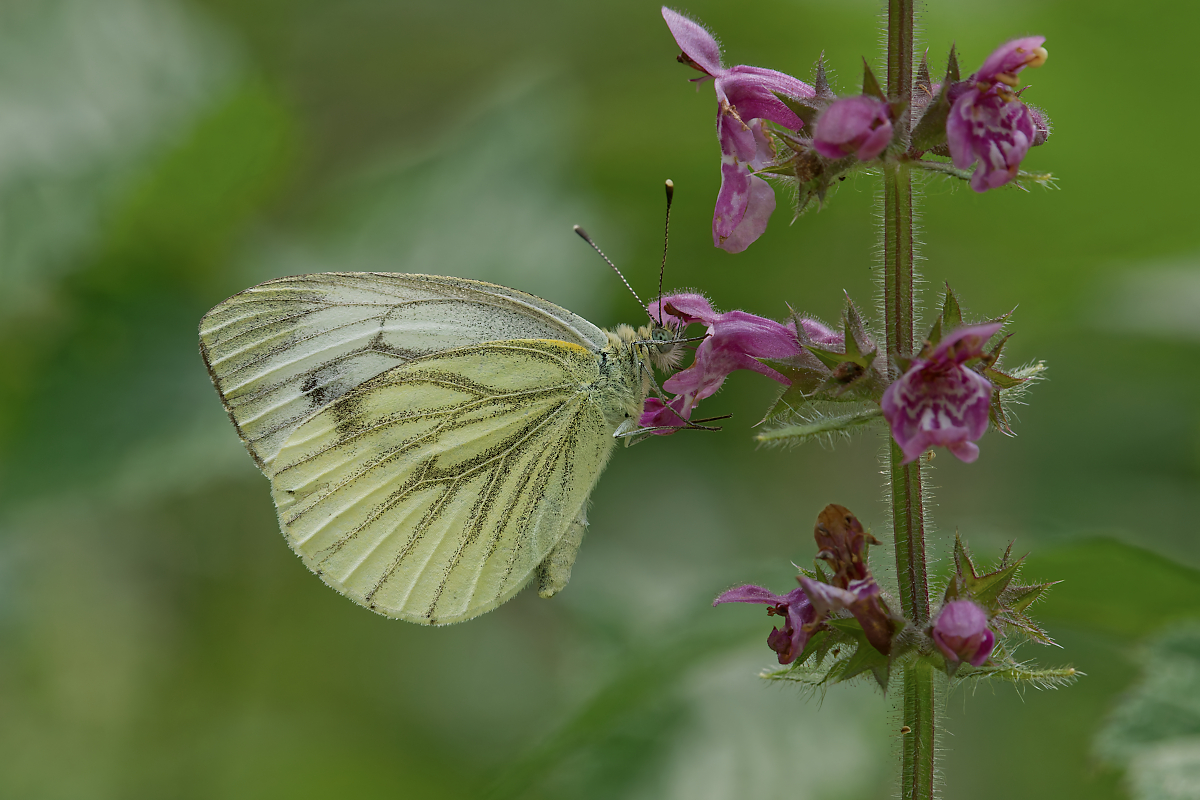 3C3A0751_DxOklein.jpg