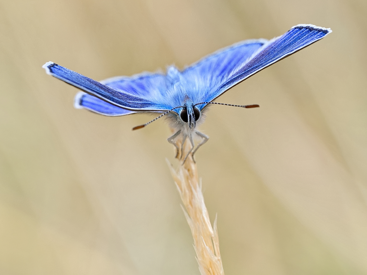 2026_08_03_Himmelblauer_Blaeuling.jpg