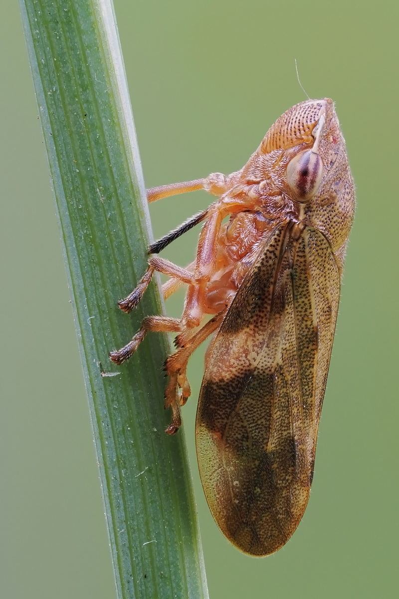 zikade-stack-8018958-9057.jpg