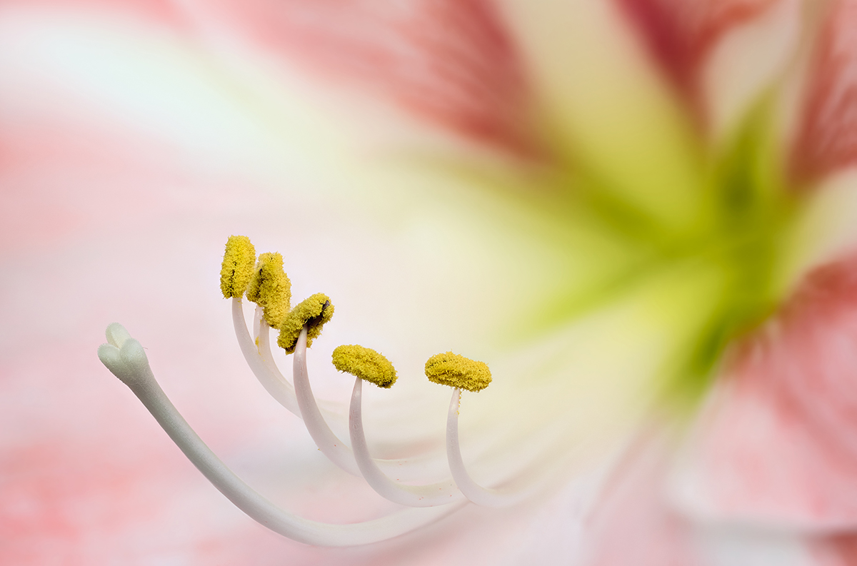 Amaryllis_HF.jpg