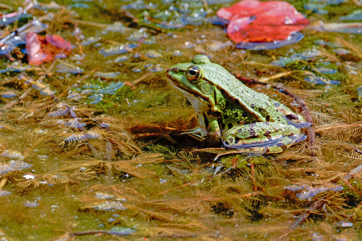P1002638-.JPG