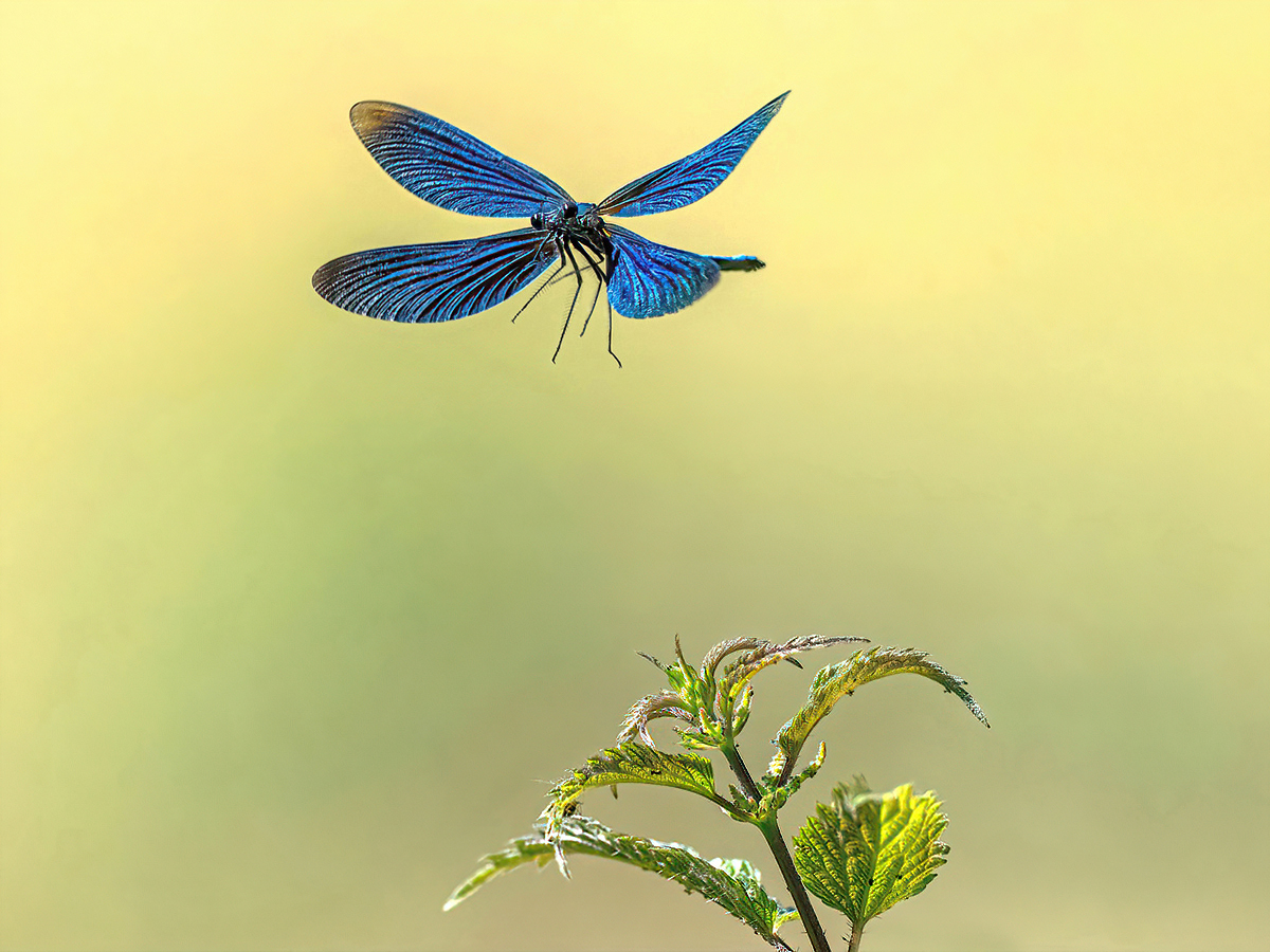 P6181187NP2.jpg