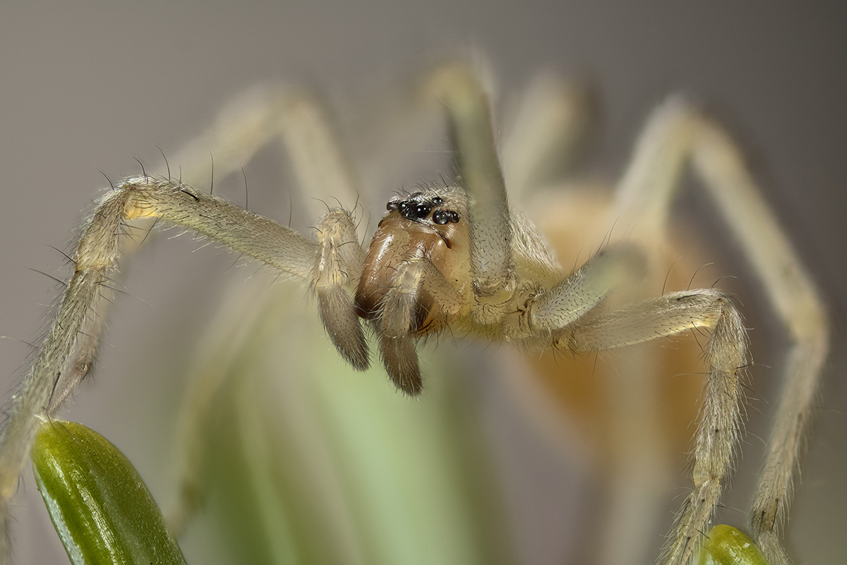 Spinne_Vorderansicht.jpg