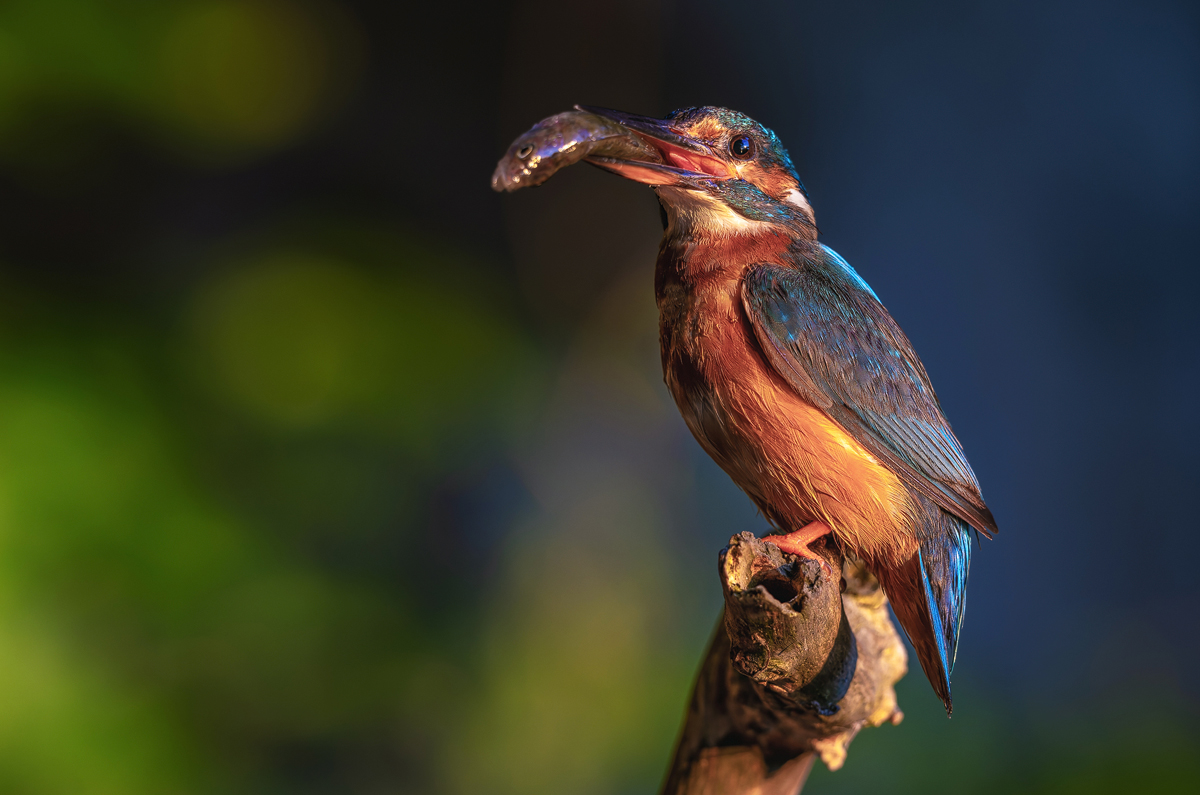 Eisvogel 260809 01 forum.jpg