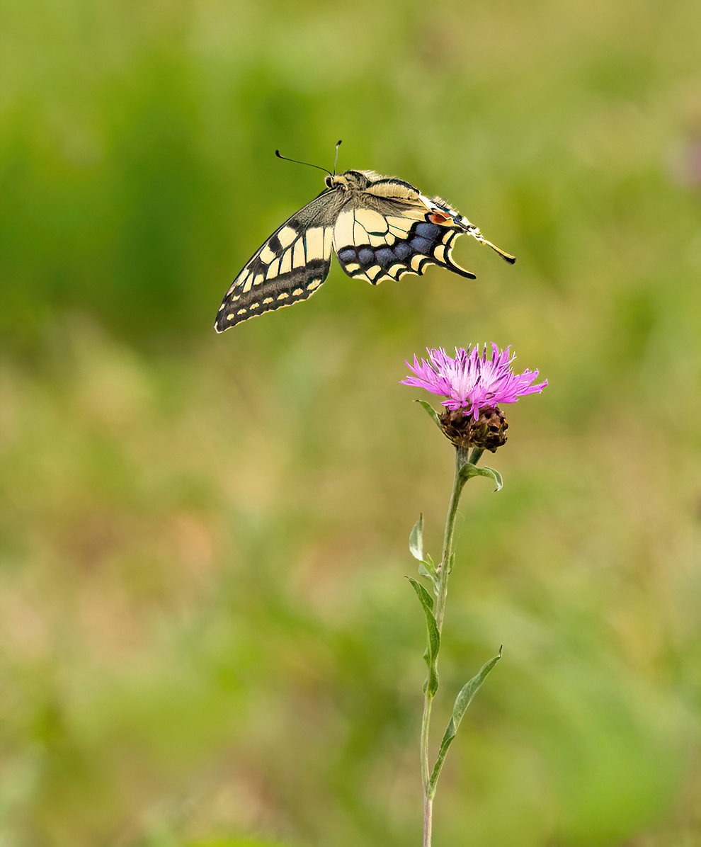 P8070451NP.jpg