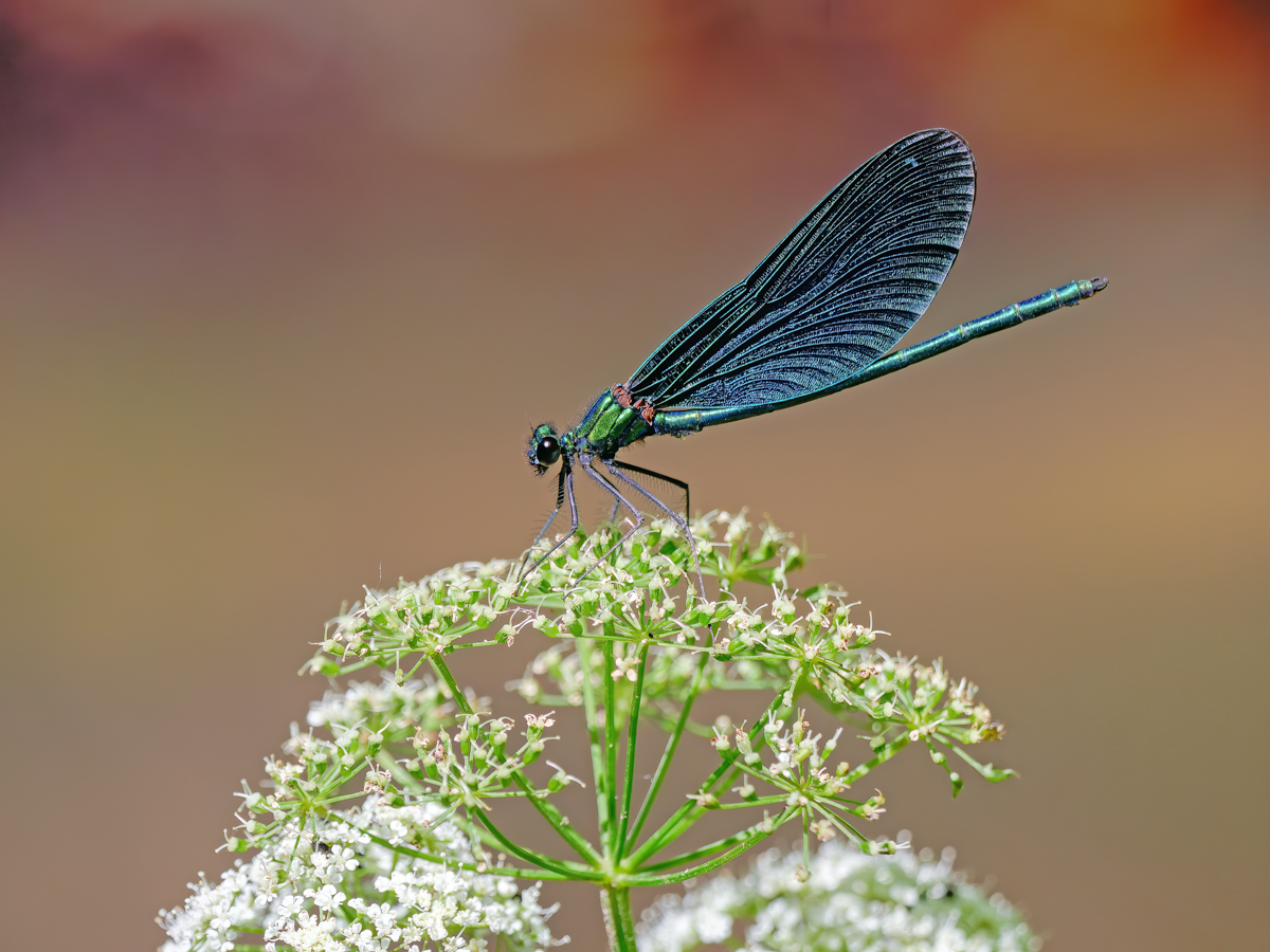 P1075571-.JPG