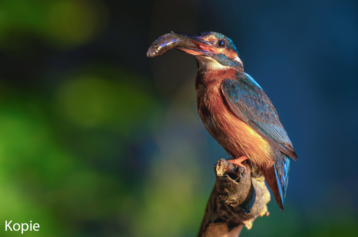 Eisvogel-260809-01-forum.jpg