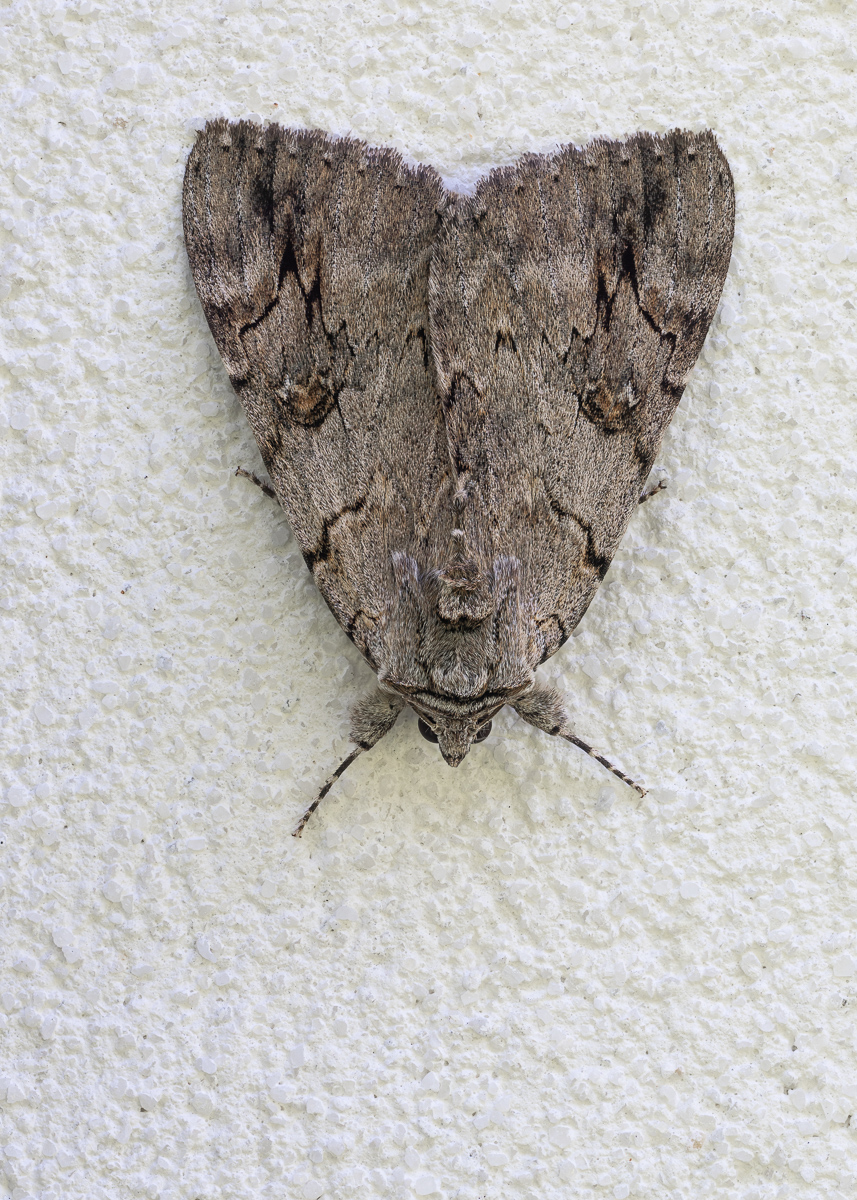 Nachtfalter_12082026-1.jpg