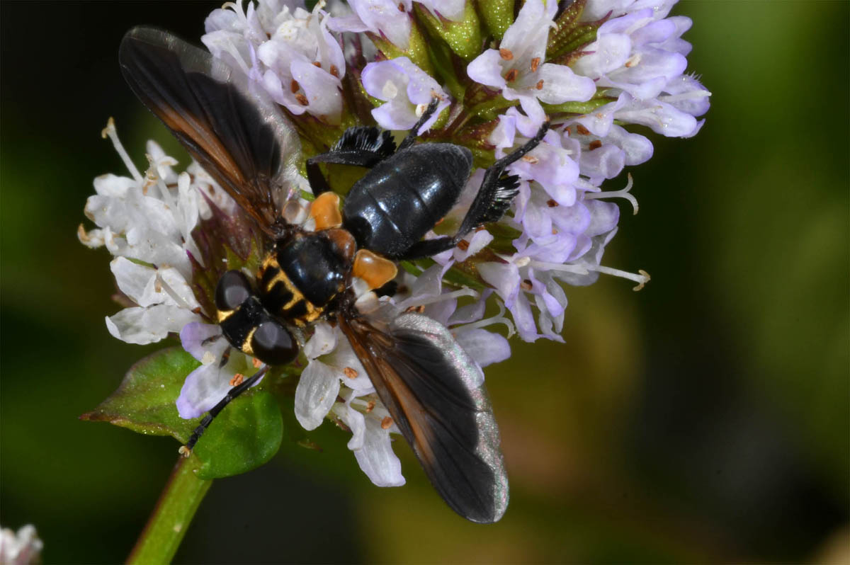 Raupenfliege (Trichopoda pictipennis).jpg