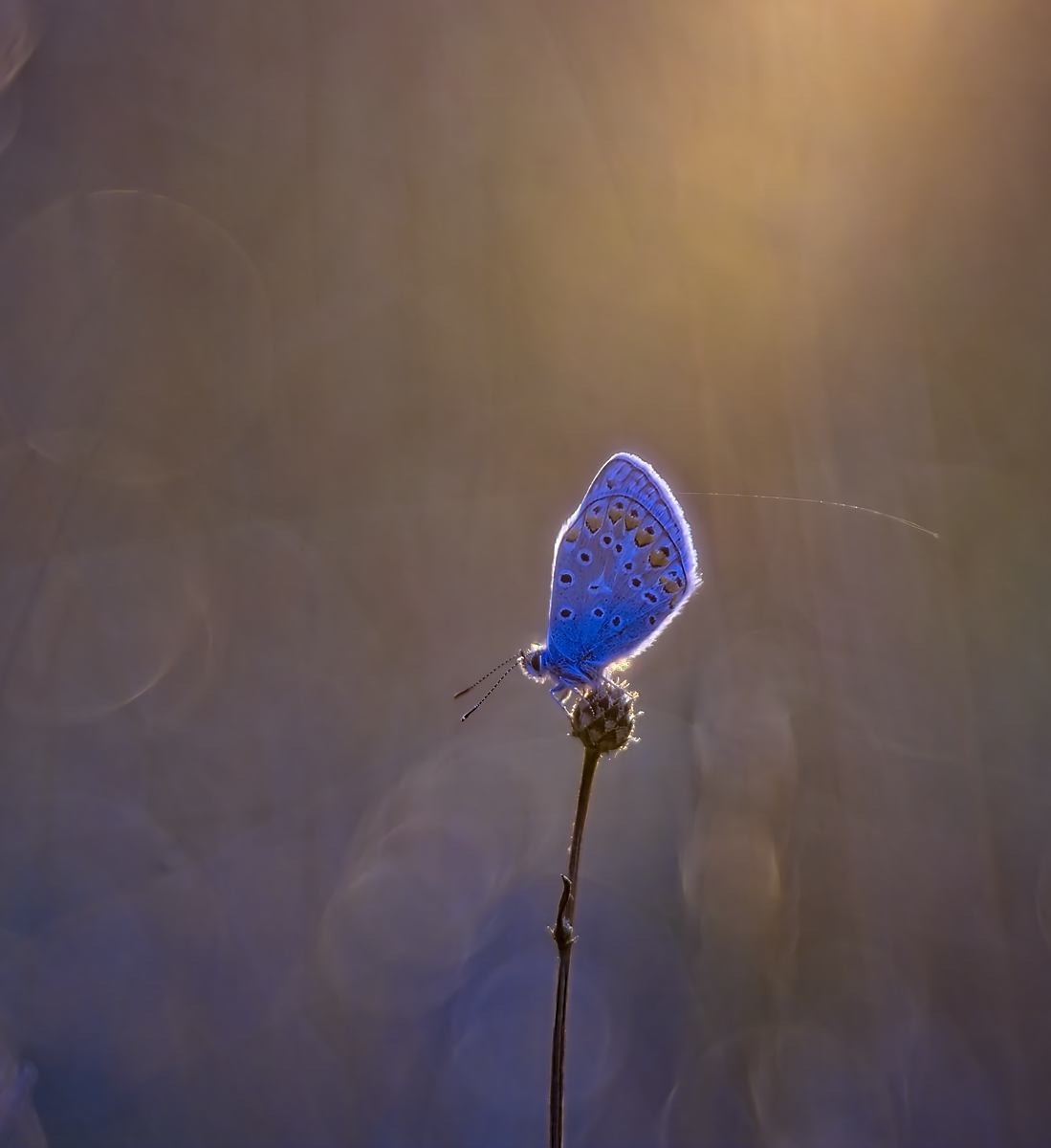 _J2A2951.jpg
