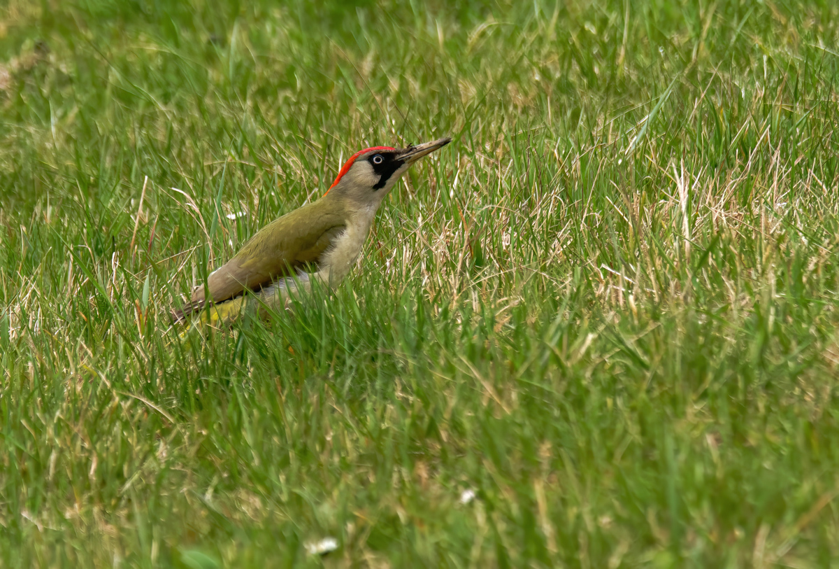 P1072613-.JPG