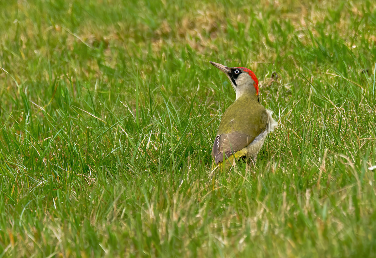 P1072630-.JPG